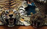 Kemenhut Sita Kulit Harimau Ilegal