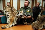 Kemenhut Sita Kulit Harimau Ilegal