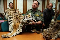 Empat orang diamankan dalam penangkapan ini, seorang laki-laki berinisial RB, 52 tahun diduga kuat sebagai penjual.