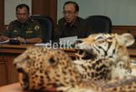 Kemenhut Sita Kulit Harimau Ilegal