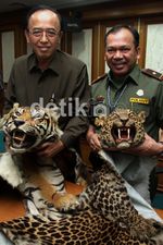 Kemenhut Sita Kulit Harimau Ilegal