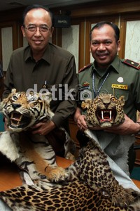 Para tersangka melanggar UU No 5/1990 tentang konservasi sumber daya alam hayati dan ekosistemnya, dan terancam hukuman antara 5-10 tahun penjara dan denda ratusan juta rupiah.