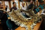 Kemenhut Sita Kulit Harimau Ilegal