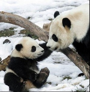 Dua Panda Raksasa China Diterbangkan Ke Singapura