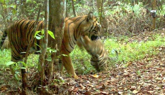 Taman Safari Beri Santunan ke Keluarga Petugas yang Diterkam Harimau