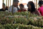 Sedap Malam, Bunga Favorit Saat Lebaran