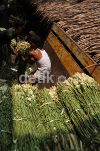Selain bunga sedap malam, bunga gradiul juga banyak dicari