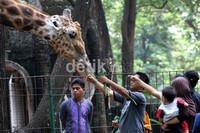Beberapa pengunjung memberi makan jerapah. (Ramses/detikcom).