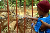 Seorang anak memberi makan rusa di Taman Makan Pahlawan Kalibata di Jakarta. (Ramses/detikcom).