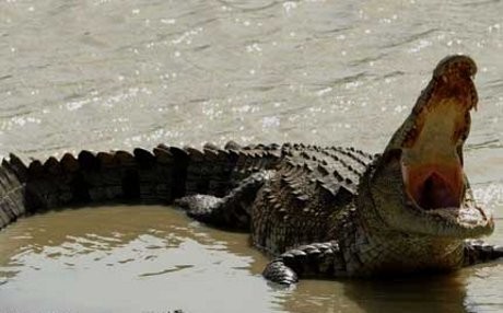 Buang Air Besar di Sungai Malaysia, Pria Indonesia Diserang Buaya