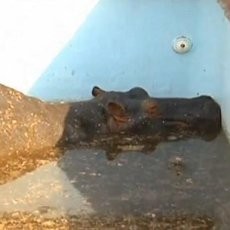 Kuda Nil yang Terjebak di Kolam Renang Afsel Mati Sebelum Diselamatkan