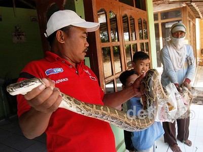 Melingkar di Bawah Bantal, Ular Piton Ditangkap