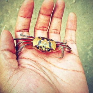 kepiting