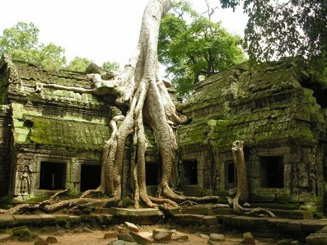 6 Pohon Unik yang Pernah Ditemukan Manusia