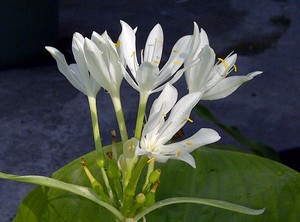bunga desa