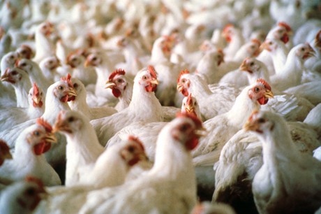 Mabuk, Pemuda AS Bunuh 70 Ribu Ekor Ayam dalam Semalam