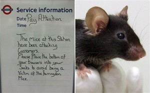 Hati-hati! Serangan Tikus di Stasiun Bawah Tanah London