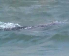 Puluhan Hiu Tutul Muncul di Perairan Lekok Pasuruan