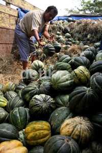 Seorang pekerja menurunkan buah blewah dari atas truk di Pasar Induk Kramatjati, Jakarta Timur.