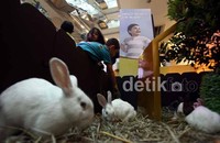 Tak hanya itu, kebun dan hewan peliharaan kelinci yang lucu juga bisa disentuh secara langsung dan memberi makan.
