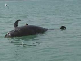 Nelayan Lamongan Temukan Bangkai Ikan Paus