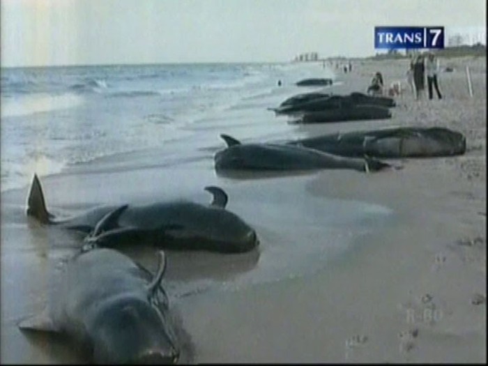 22 Paus Terdampar di Pantai