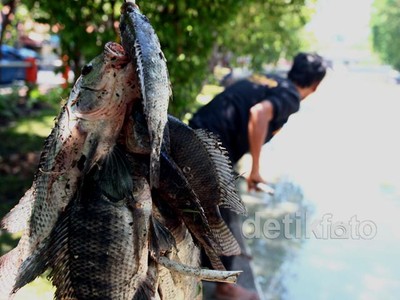Ribuan Ikan di Kalimas Mabuk