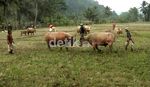 Tradisi Adu Kerbau Usai Lebaran