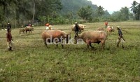 Sebanyak empat kerbau jantan beradu kepala di hamparan sawah milik para petani. (Rafik Maeilana/detikcom).