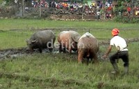 Panitia mengawasi kerbau yang bertarung. (Rafik Maeilana/detikcom).