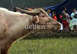 Tradisi Adu Kerbau Usai Lebaran