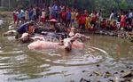 Tradisi Adu Kerbau Usai Lebaran