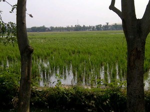 Produksi Padi Rorotan Jakarta Anjlok 50%