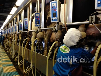 Mengintip Pabrik Susu Greenfields di Gunung Kawi