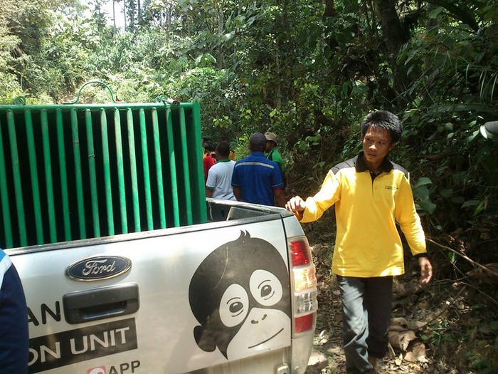 Menengok Proses Relokasi 3 Orangutan di Kawasan Taman Nasional Kutai