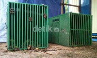 Untuk sementara, ketiga orangutan itu dimasukkan ke dalam kandang. (Robert/detikNews).