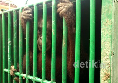3 Orangutan Berhasil Diselamatkan dari Kawasan HTI