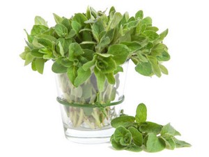Oregano Bantu Redakan Kram Perut Saat Menstruasi