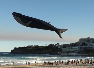 Wuih! Ada Paus Terbang di Langit Pantai Bondi