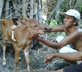Sapi Berkaki Enam Gemparkan Warga Sumenep