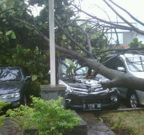 Bruk! Pohon Tumbang Timpa 3 Mobil di Kantor PR