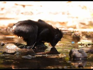 Mengamati Kehidupan Alam Liar Tangkoko