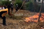 Kemarau, Tanaman Kering Mudah Terbakar