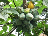Inilah rupa carica, pepaya mini khas dieng Inilah rupa carica, pepaya mini khas dieng