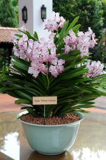 William & Kate Kunjungi Singapore Botanical Gardens