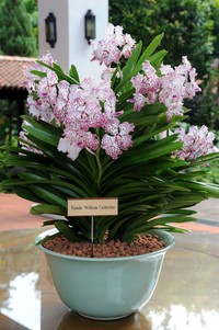 Ini dia bunga yang dinamai sesuai dengan nama Pangeran William dan Kate Middleton. (Willy Anthony Pukarta).