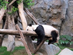 Bertemu Panda Lucu di Ocean Park Hong Kong