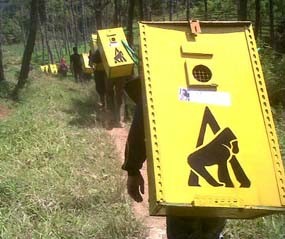 13 Lutung Dilepas ke Hutan Coban Talun