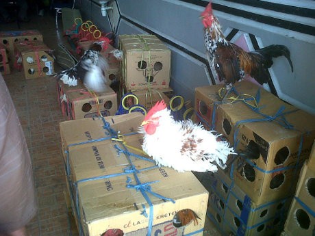 Penyelundupan Ratusan Ayam Ketawa Berhasil Digagalkan di Makassar Penyelundupan Ratusan Ayam Ketawa Berhasil Digagalkan di Makassar