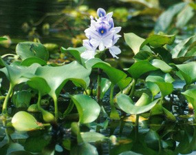 World Bank Tertarik Investasi Eceng Gondok di Lamongan